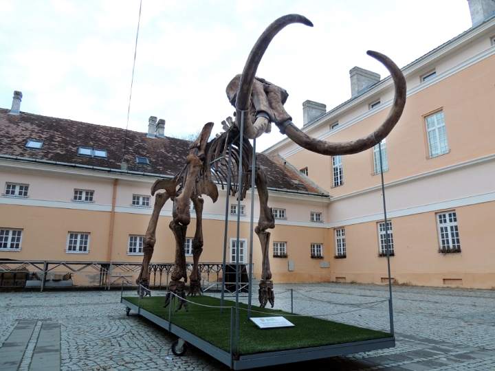 Kikinda Museum- Impressive steppe mammoth skeleton found nearby.JPG